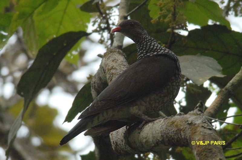 Patagioenas speciosa