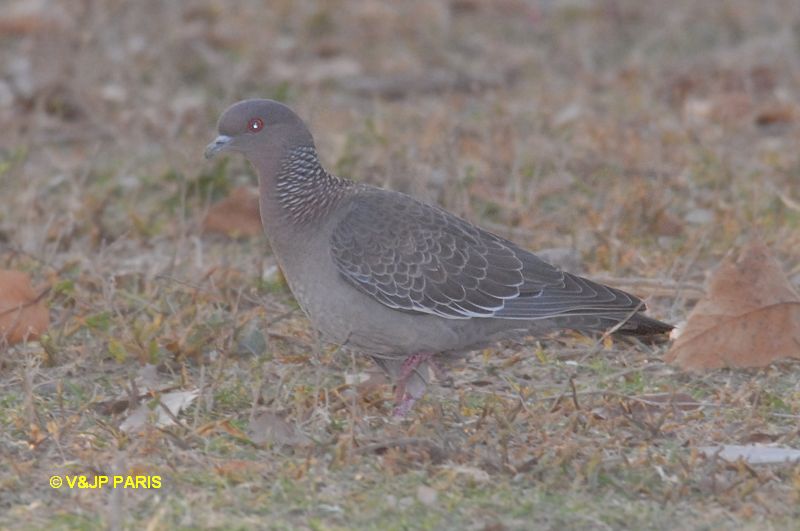 Patagioenas picazuro
