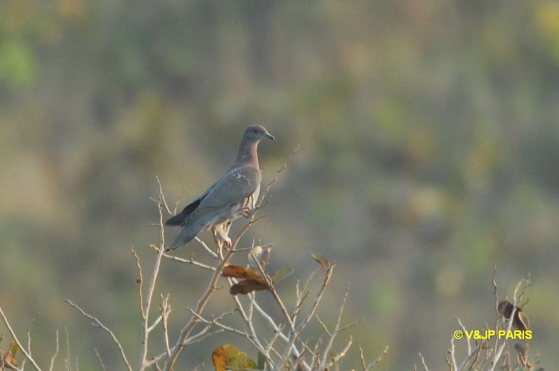 Patagioenas cayennensis