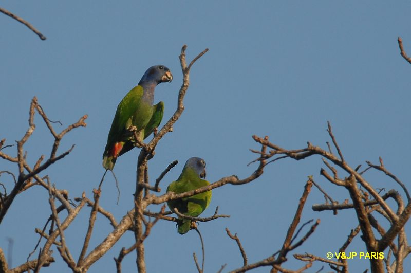 Pione à tête bleue