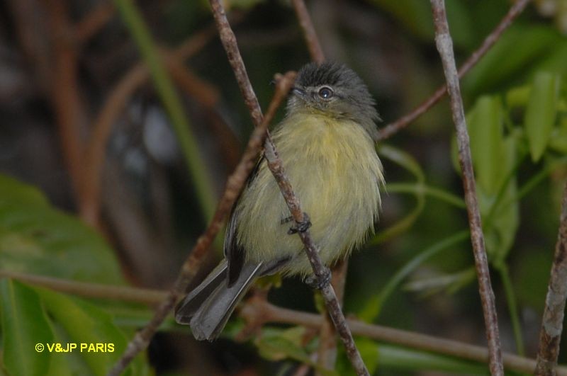 Tolmomyias assimilis