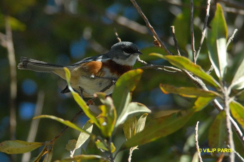 Poospiza thoracica