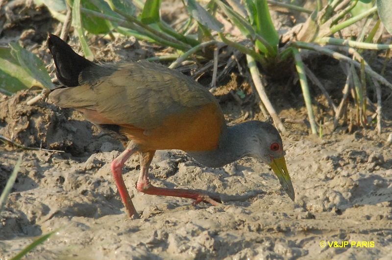 Aramides cajaneus