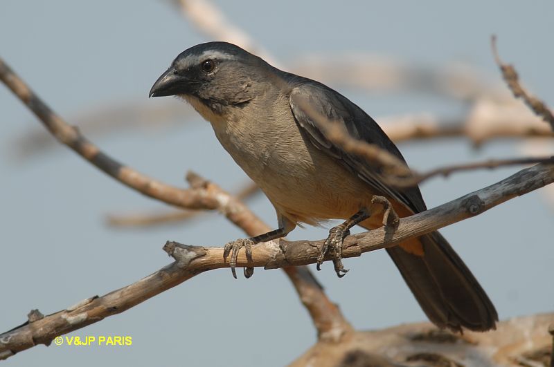 Saltator coerulescens