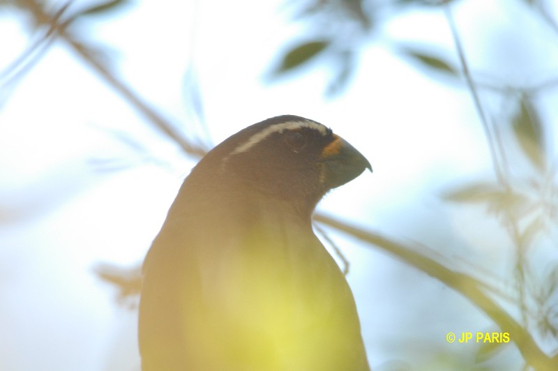 Saltator maxillosus