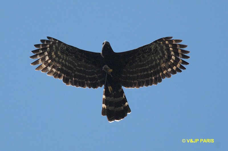 Spizaetus tyrannus