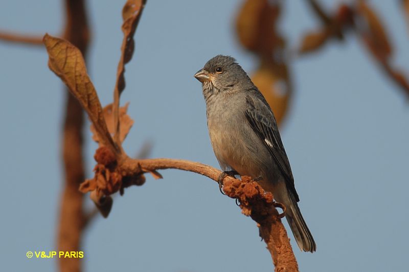 Sporophila plumbea
