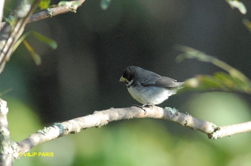 Sporophila caerulescens