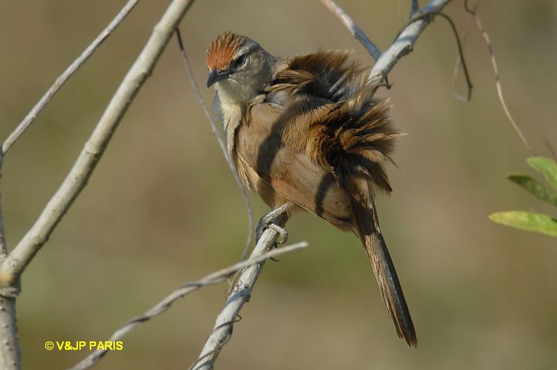 Certhiaxis cinnamomeus
