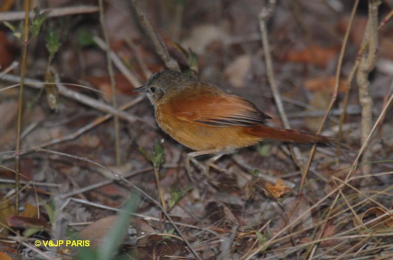 Synallaxis albilora