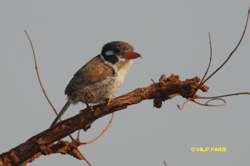 Nystalus chacuru