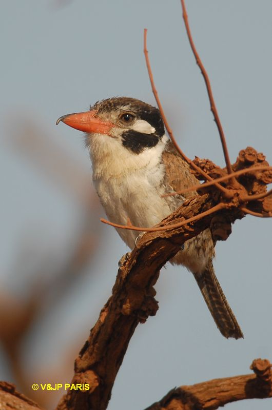 Nystalus chacuru