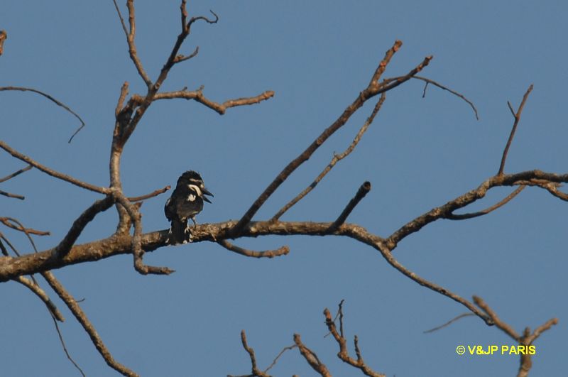 Notharchus tectus