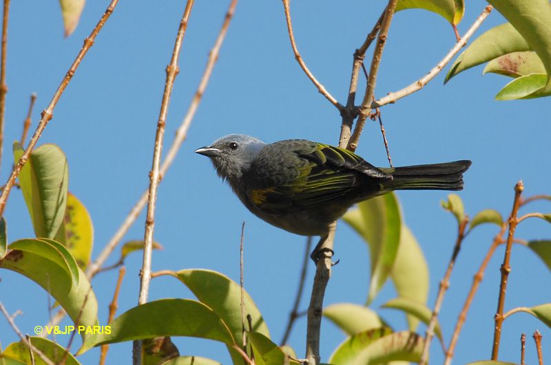 Thraupis ornata