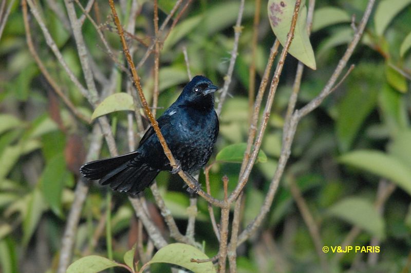 Tachyphonus coronatus
