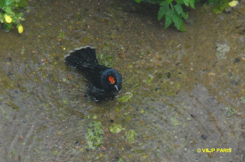 Tachyphonus coronatus