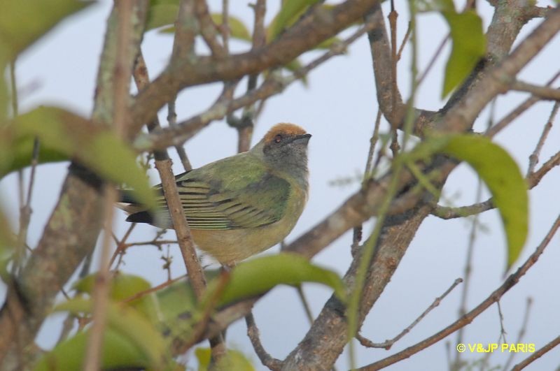 Tangara cayana