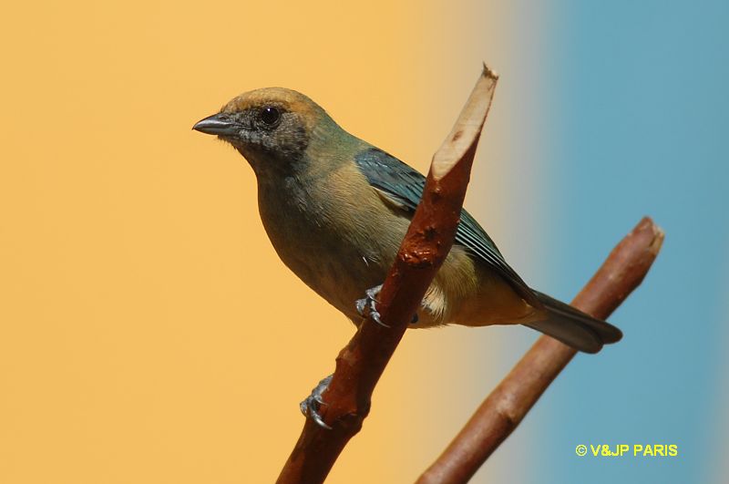 Tangara cayana