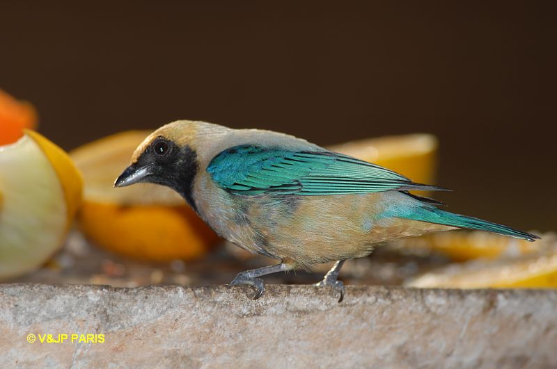 Tangara cayana