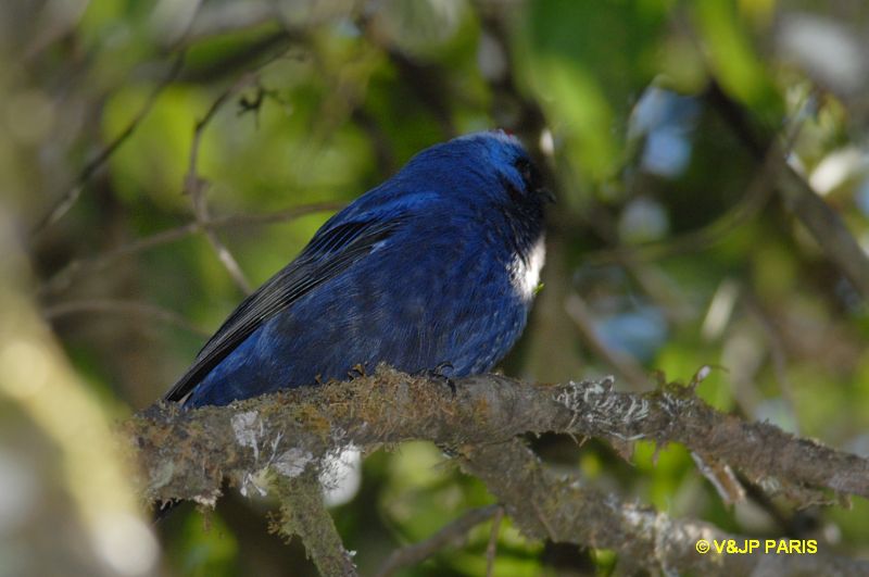 Stephanophorus diadematus