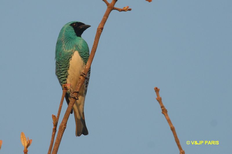Tersina viridis