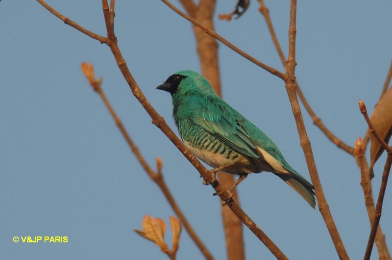 Tersina viridis