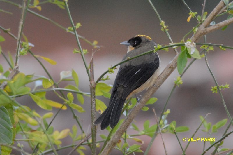 Trichothraupis melanops