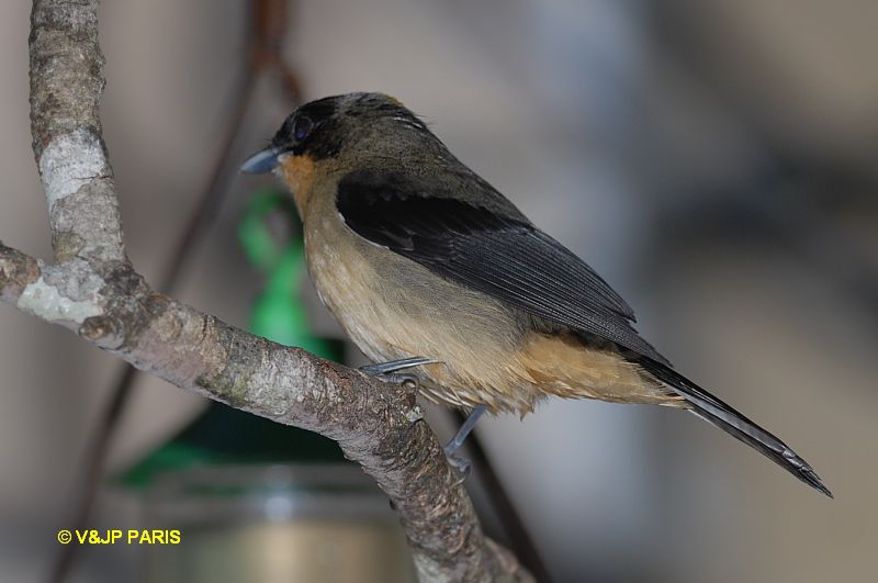Trichothraupis melanops