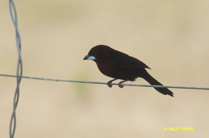 Ramphocelus carbo