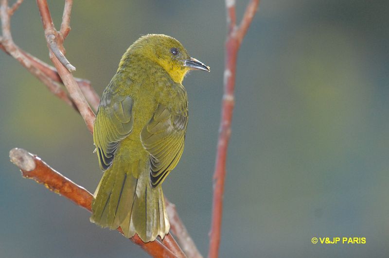 Orthogonys chloricterus