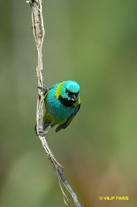 Tangara mexicana