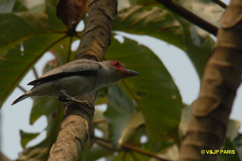 Tityra semifasciata