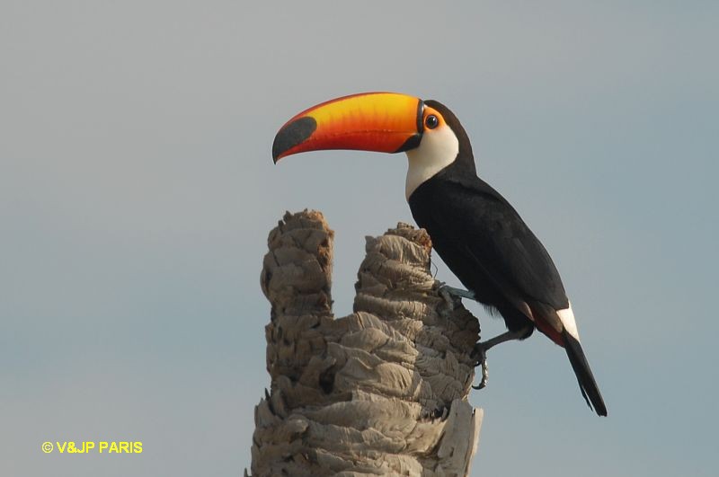 Ramphastos toco