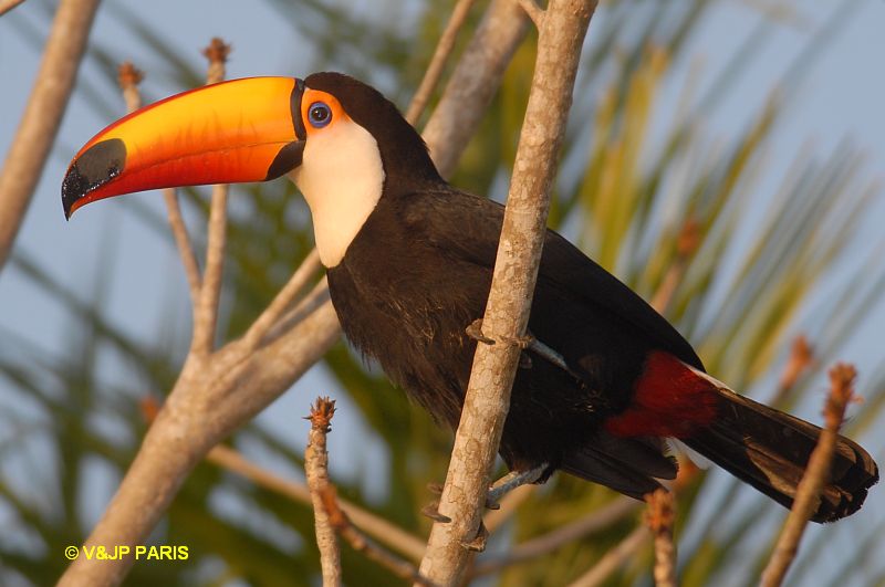 Ramphastos toco