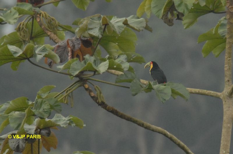 Ramphastos dicolorus
