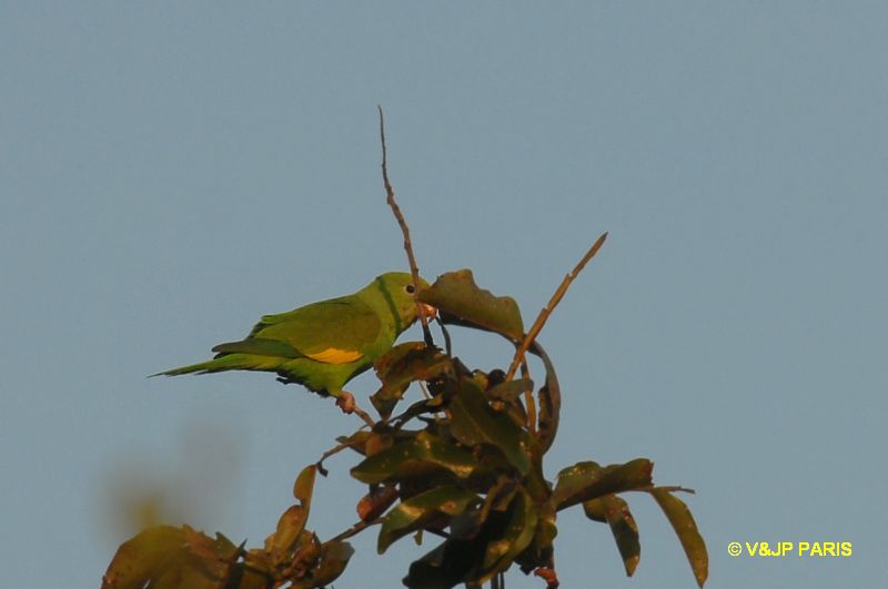 Brotogeris chiriri
