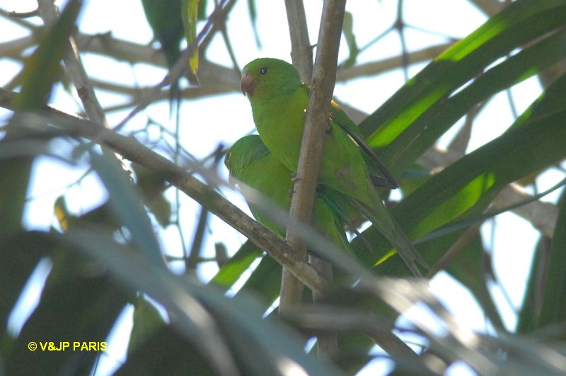 Brotogeris tirica