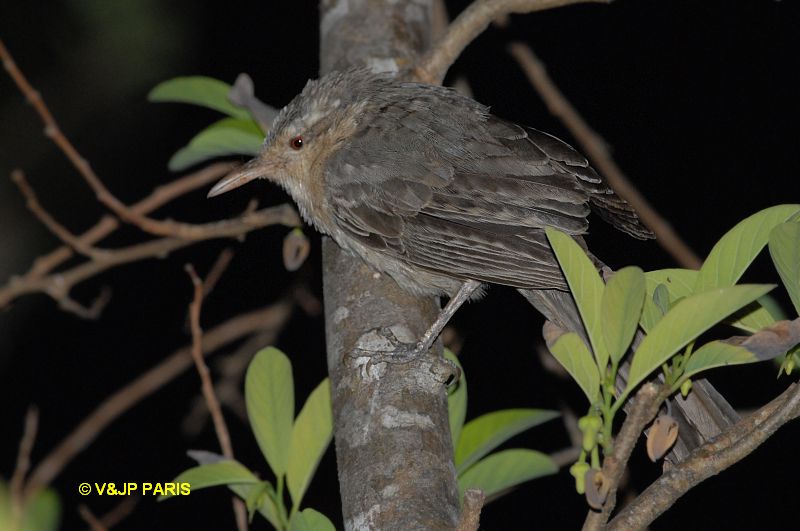 Campylorhynchus turdinus