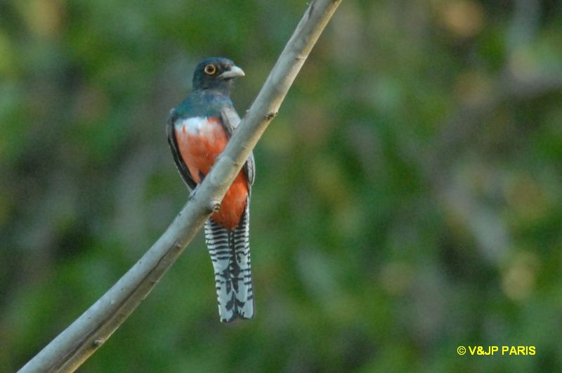 Trogon curucui