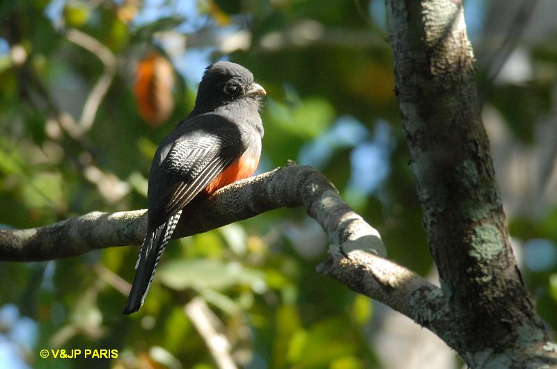 Trogon curucui