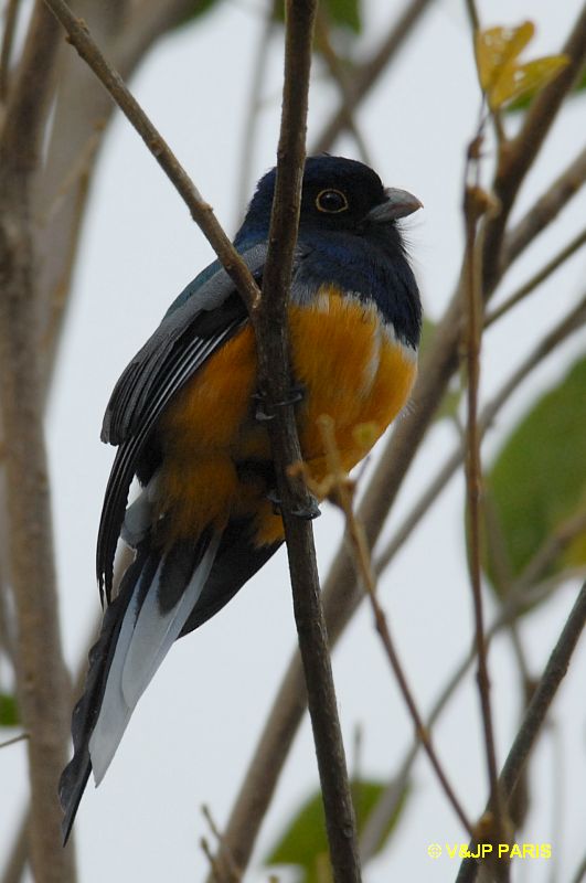 Trogon surrucura