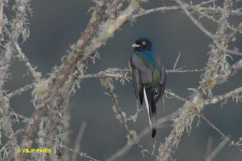 Trogon surrucura