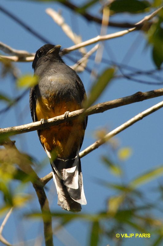 Trogon viridis