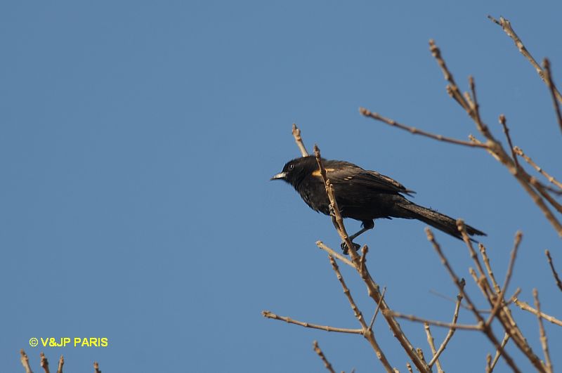 Icterus cayanensis