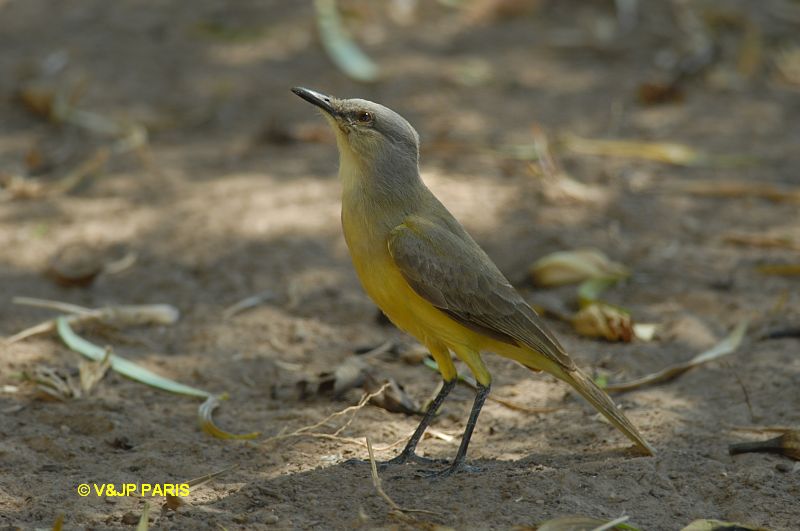Machetornis rixosa