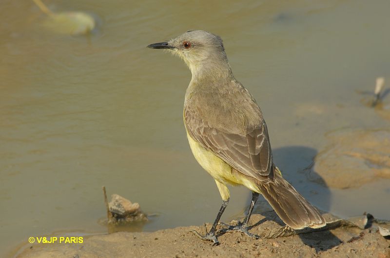 Machetornis rixosa