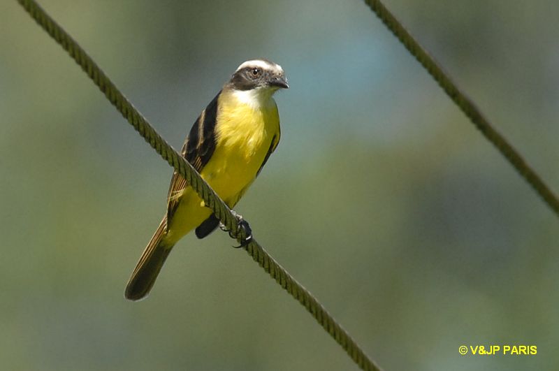 Myiozetetes similis