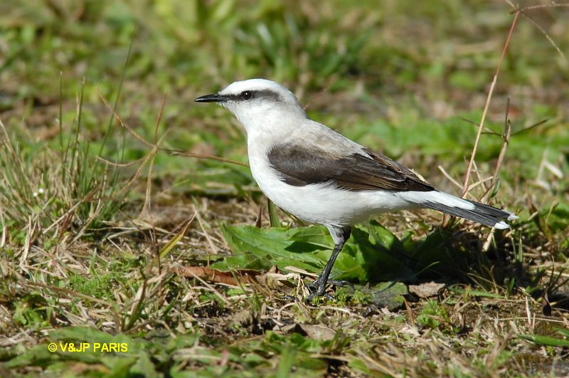 Fluvicola nengeta