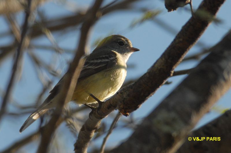 Elaenia parvirostris