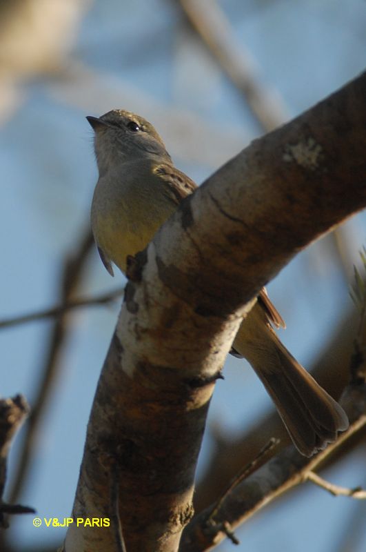 Elaenia parvirostris